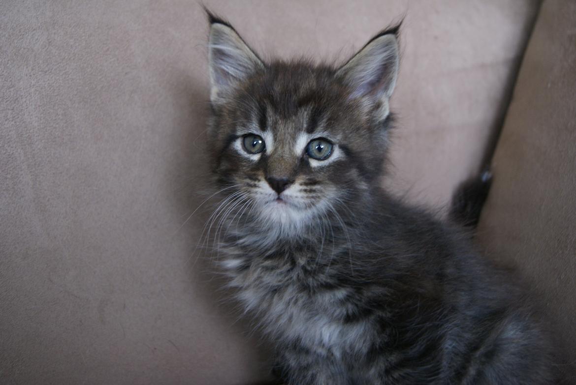 Maine Coon Malik -  6 uger 3 dage - 07.04.2015  billede 2