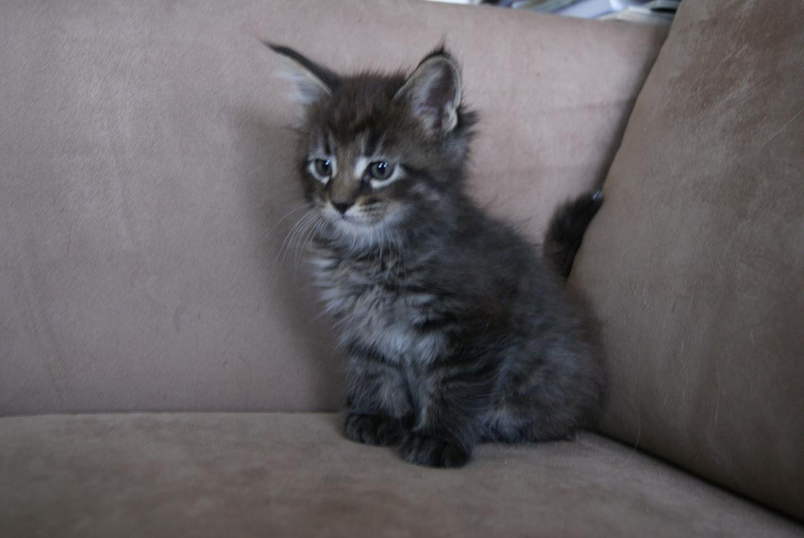 Maine Coon Malik -  6 uger 3 dage - 07.04.2015  billede 5