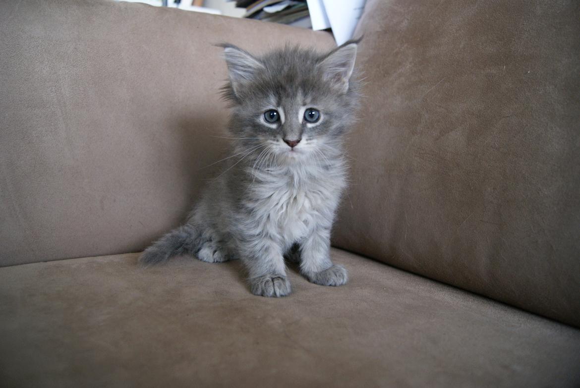 Maine Coon Pipaluk -  6 uger 3 dage - 07.04.2015  billede 3