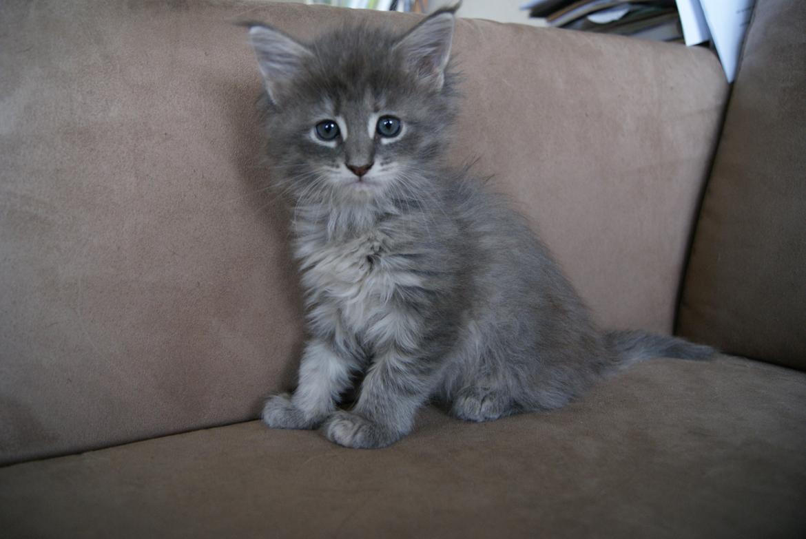 Maine Coon Pipaluk -  6 uger 3 dage - 07.04.2015  billede 1