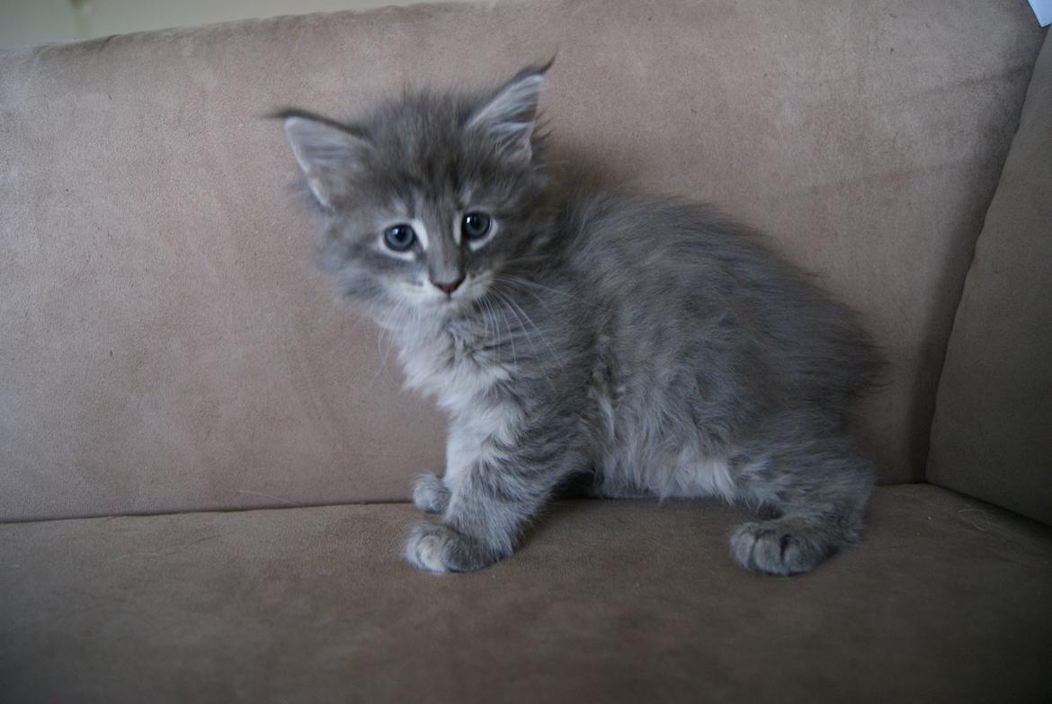 Maine Coon Pipaluk -  6 uger 3 dage - 07.04.2015  billede 2