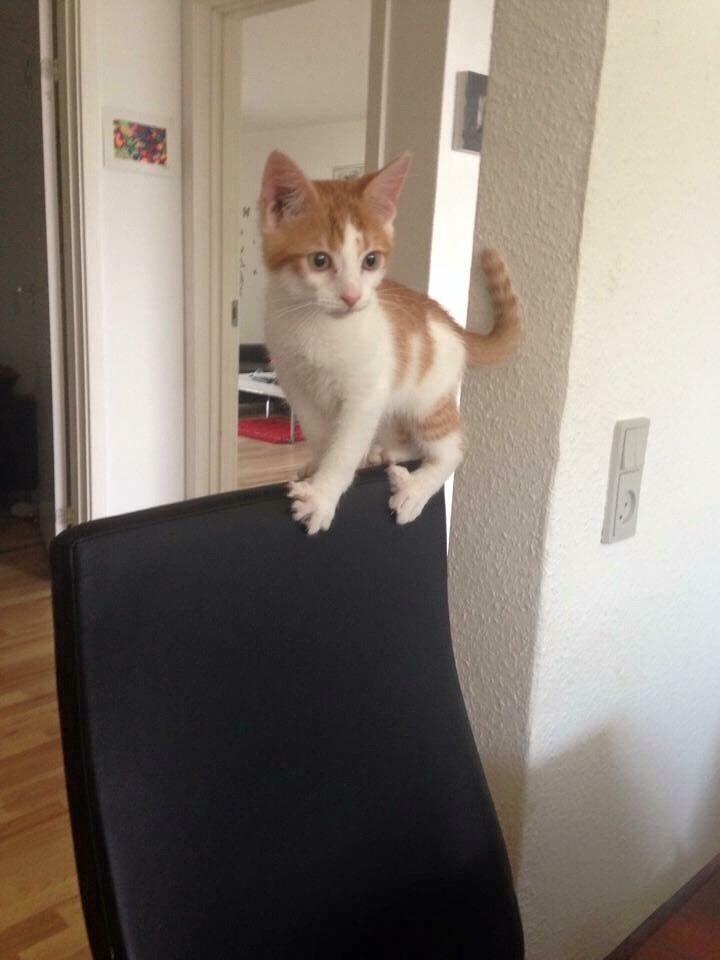 Huskat Chucky <3 billede 2