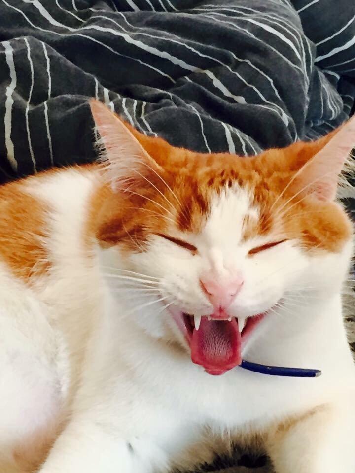 Huskat Chucky <3 billede 1