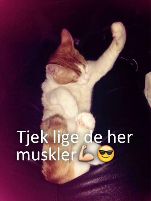 Huskat Chucky <3 billede 4