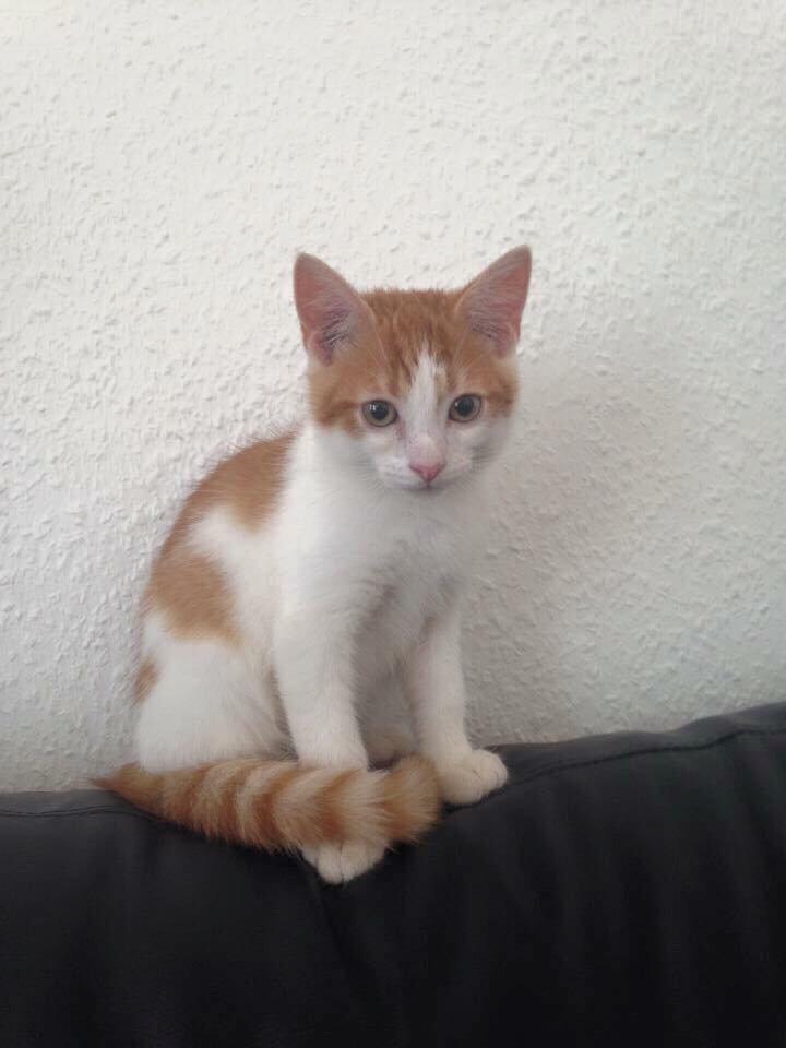 Huskat Chucky <3 billede 3