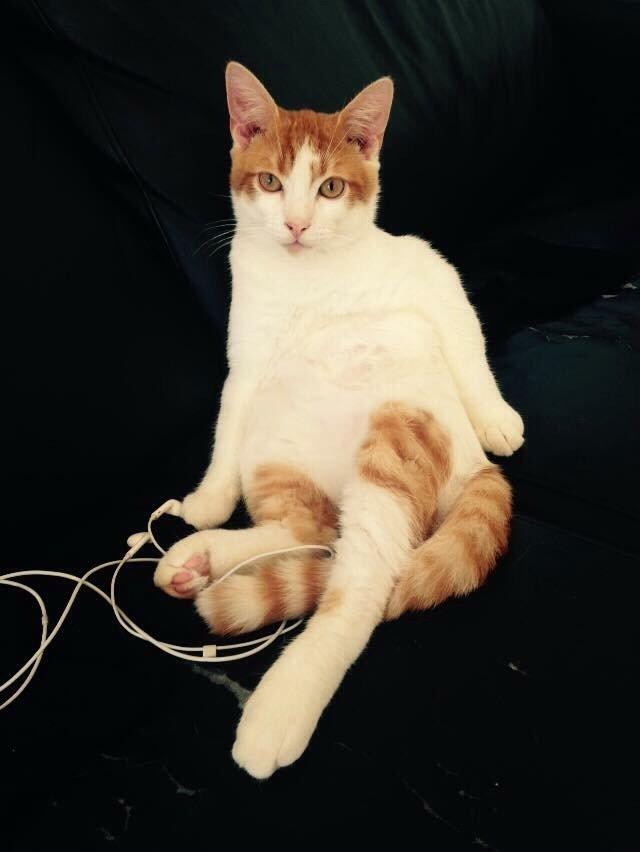 Huskat Chucky <3 billede 6