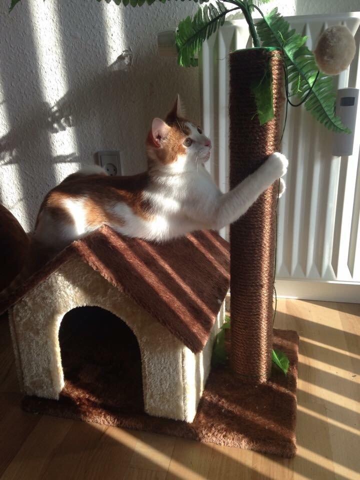 Huskat Chucky <3 billede 5