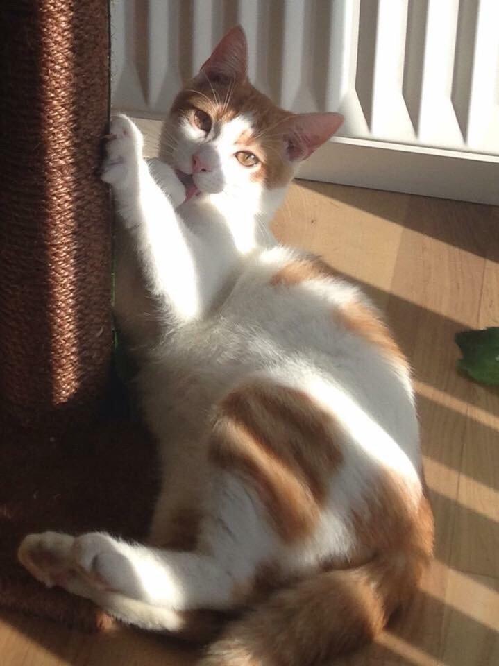 Huskat Chucky <3 billede 7