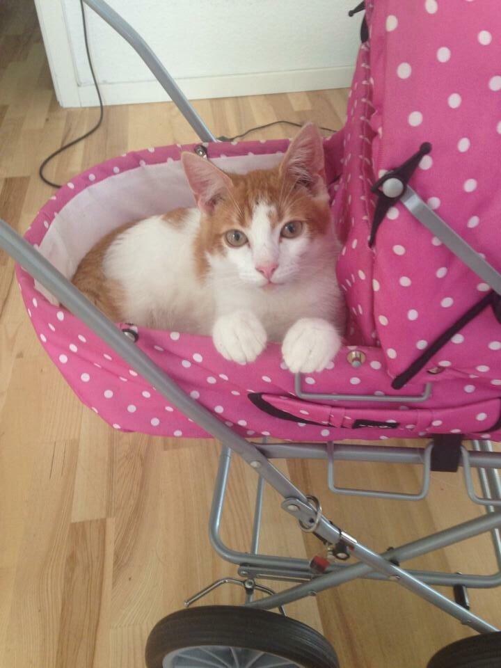 Huskat Chucky <3 billede 8