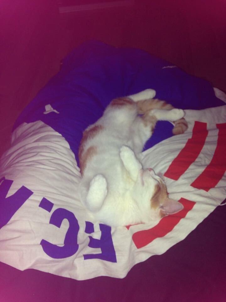 Huskat Chucky <3 billede 9