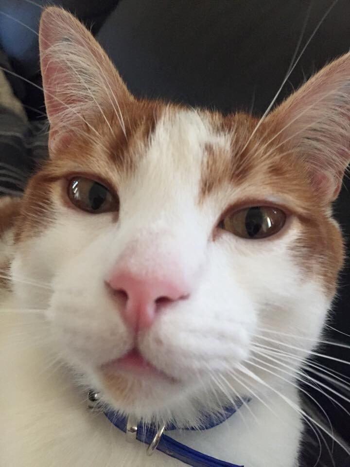 Huskat Chucky <3 billede 10