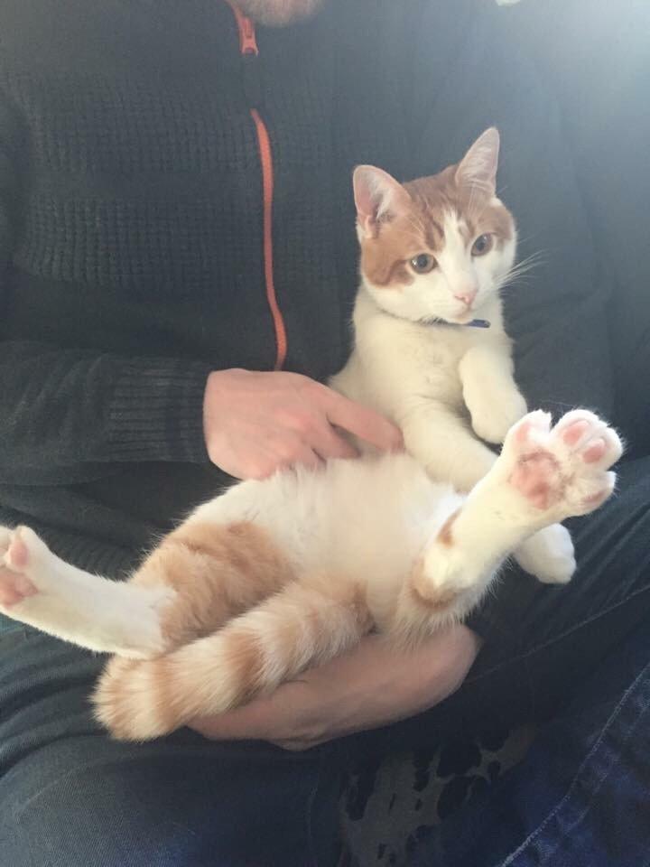 Huskat Chucky <3 billede 11