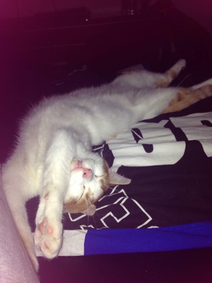 Huskat Chucky <3 billede 12