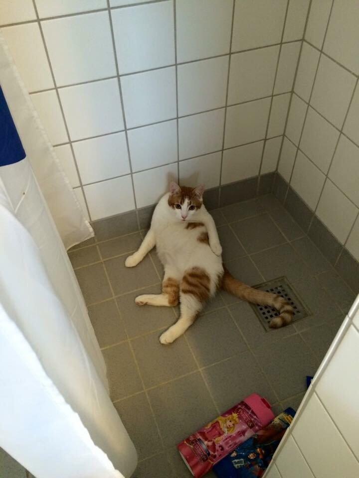 Huskat Chucky <3 billede 13