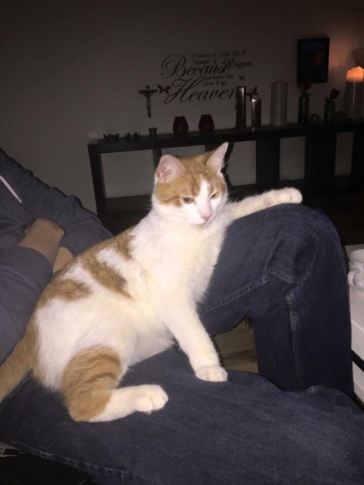 Huskat Chucky <3 billede 14