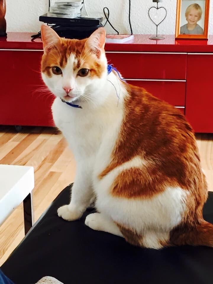 Huskat Chucky <3 billede 15