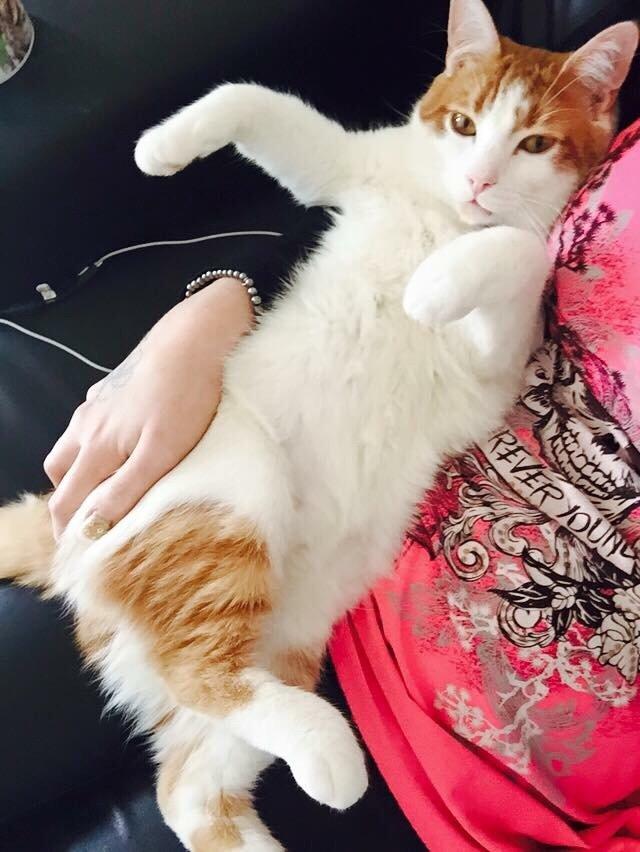 Huskat Chucky <3 billede 17