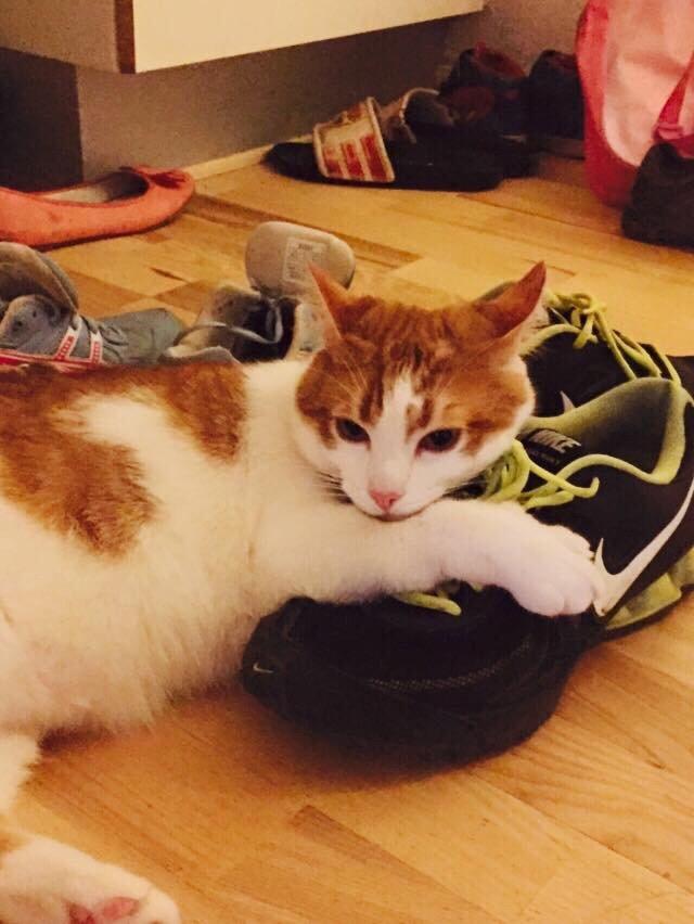 Huskat Chucky <3 billede 18