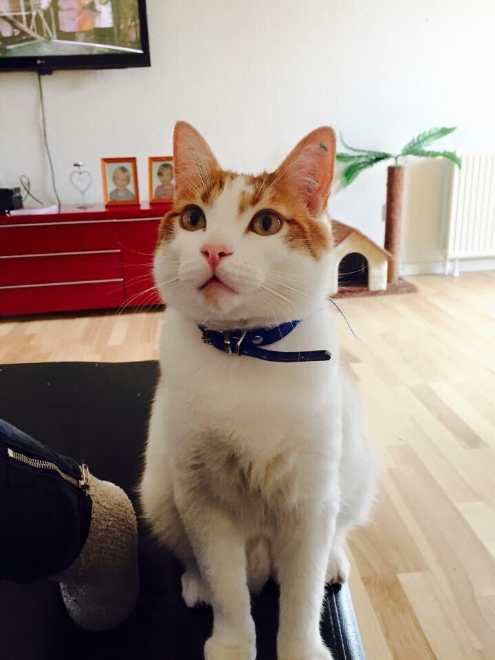 Huskat Chucky <3 billede 19