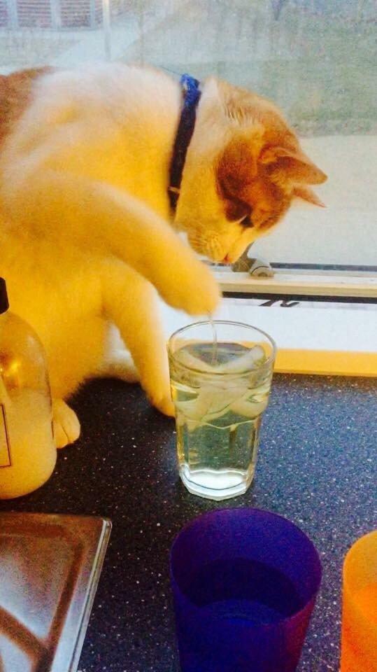 Huskat Chucky <3 billede 20