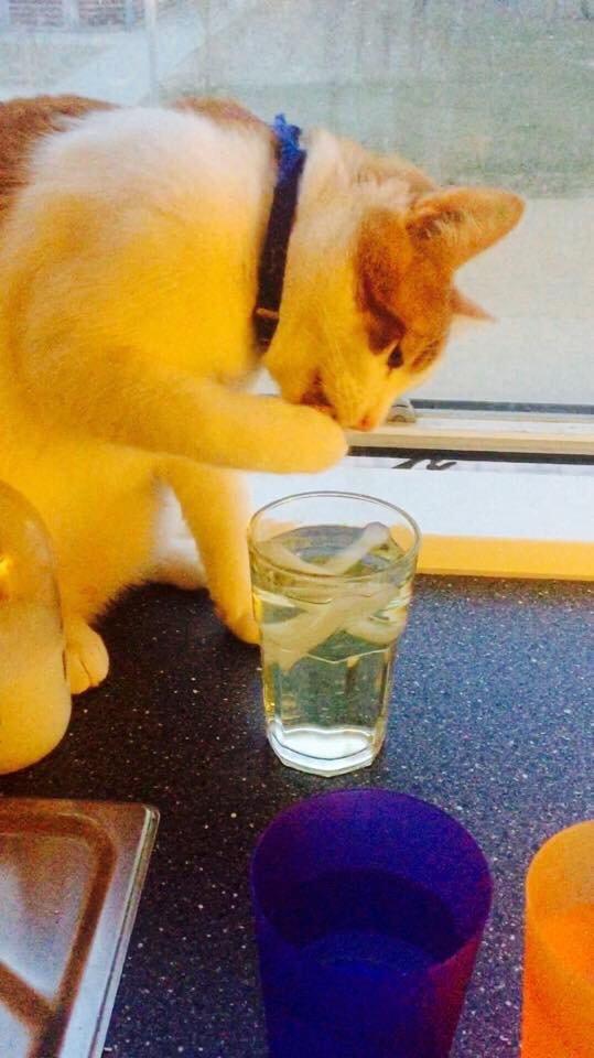 Huskat Chucky <3 billede 21