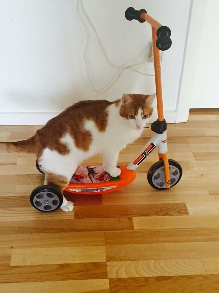 Huskat Chucky <3 billede 22