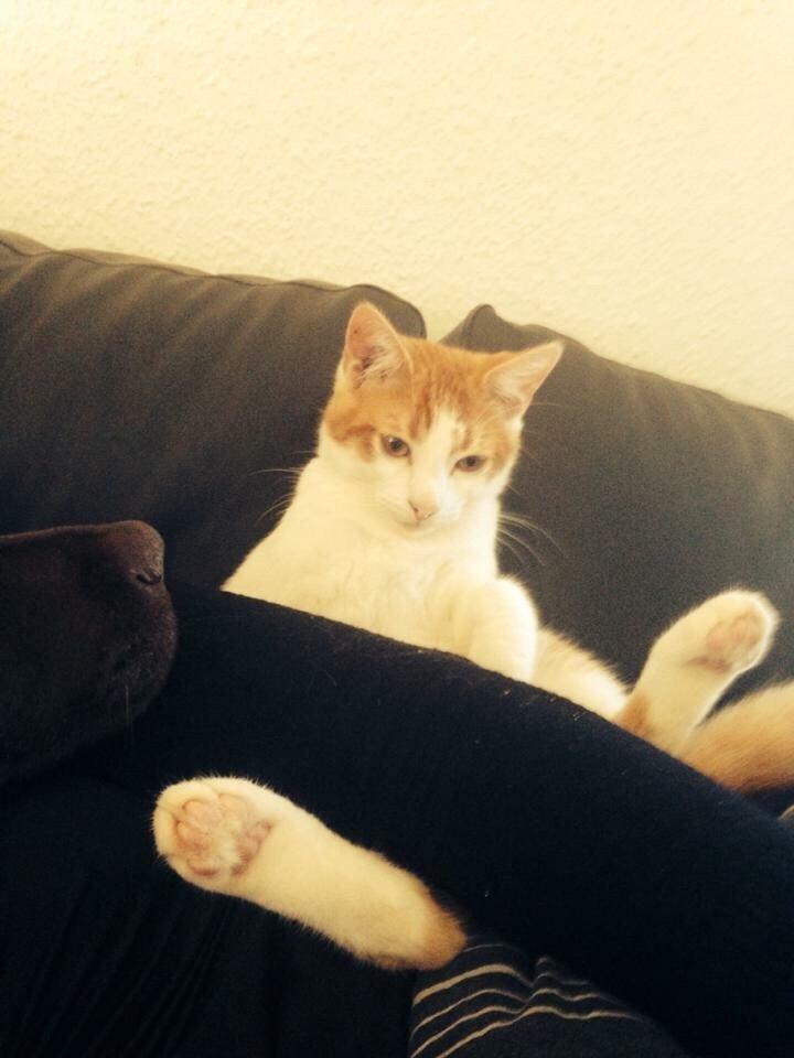 Huskat Chucky <3 billede 23