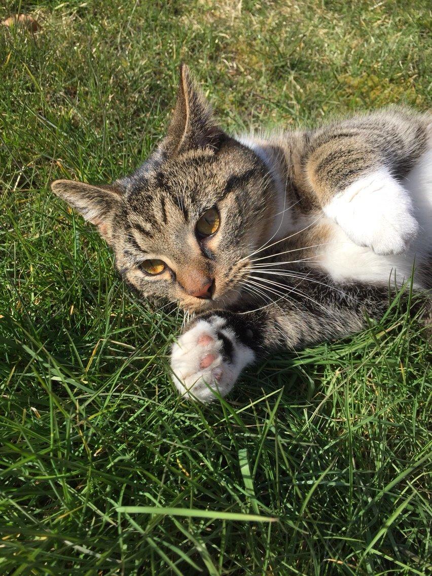 Huskat Tonser billede 49