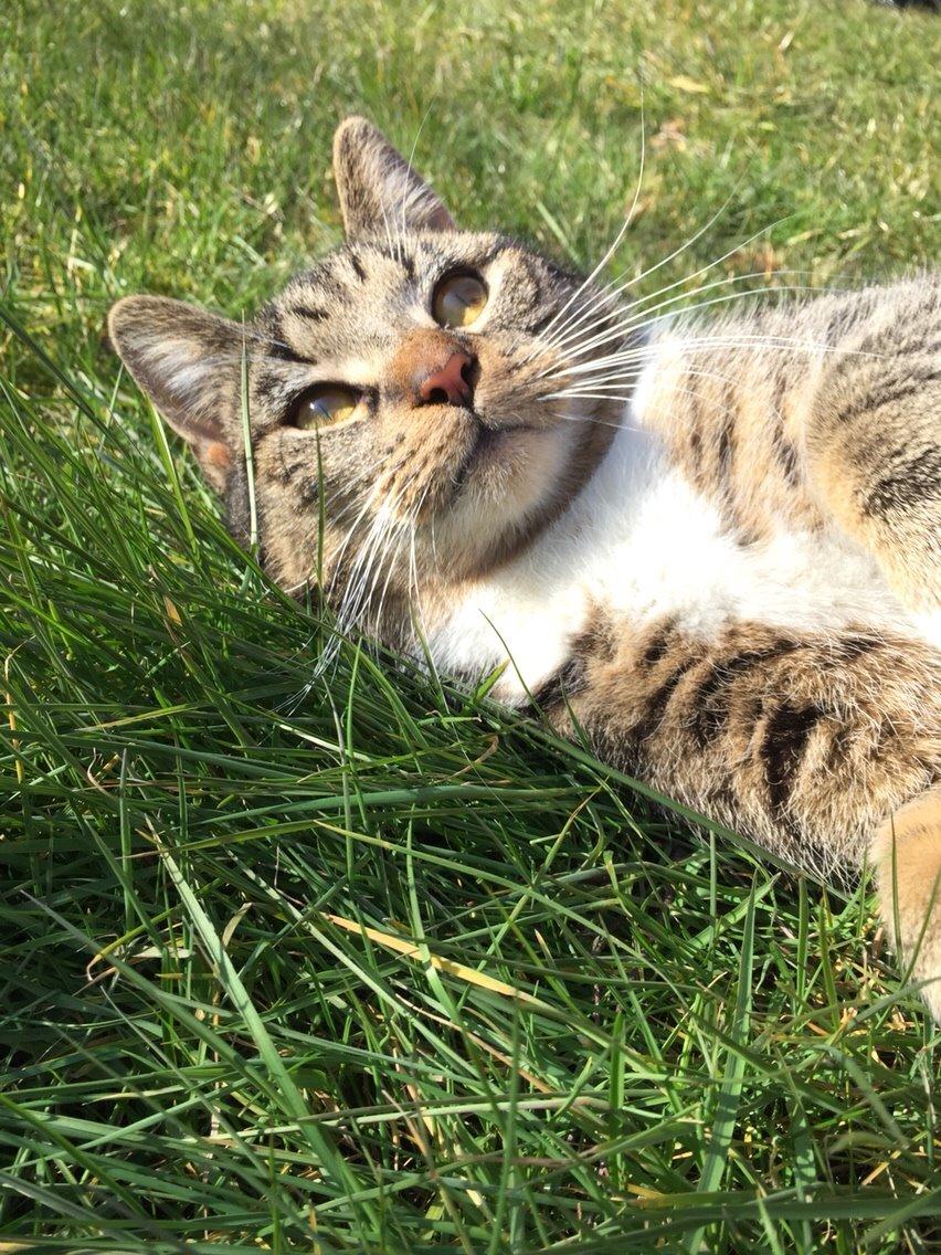 Huskat Tonser billede 50