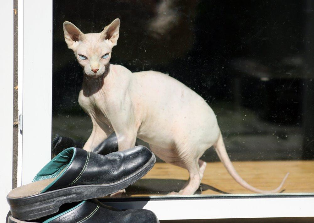 Sphynx Magnus Anat Her*PL - "Gustav" - Luk mig nu uuuud!! billede 7