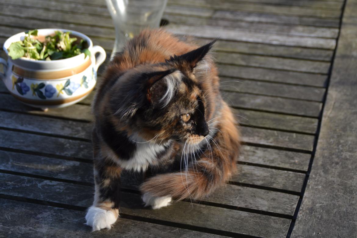 Maine Coon DK Nimrodel's Tauriel  billede 16