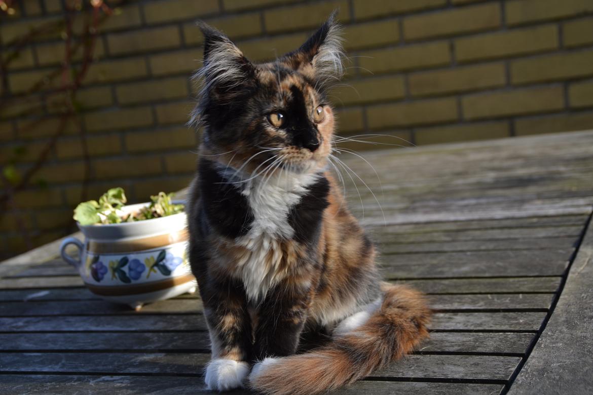 Maine Coon DK Nimrodel's Tauriel  billede 8