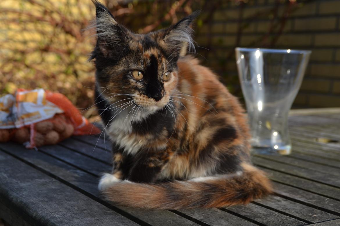 Maine Coon DK Nimrodel's Tauriel  billede 6