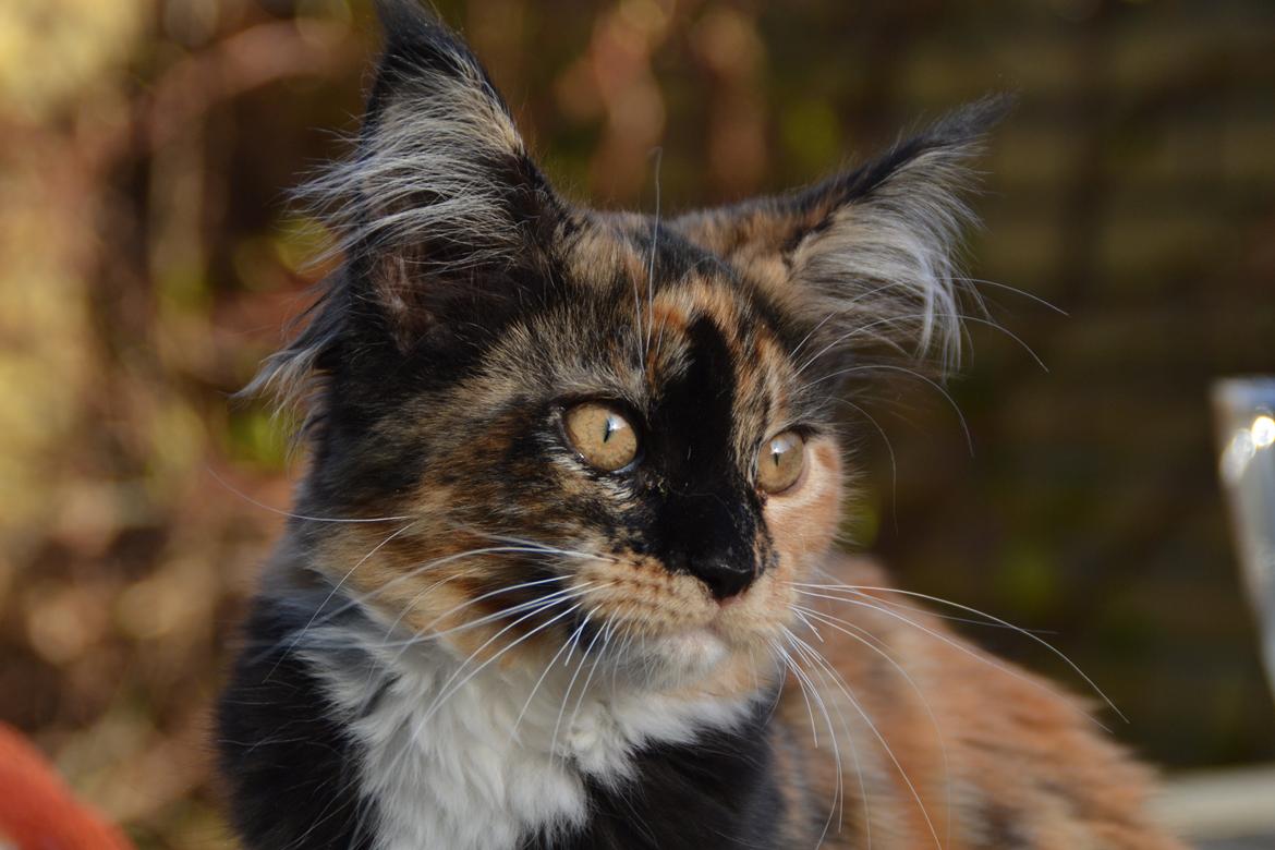 Maine Coon DK Nimrodel's Tauriel  billede 3