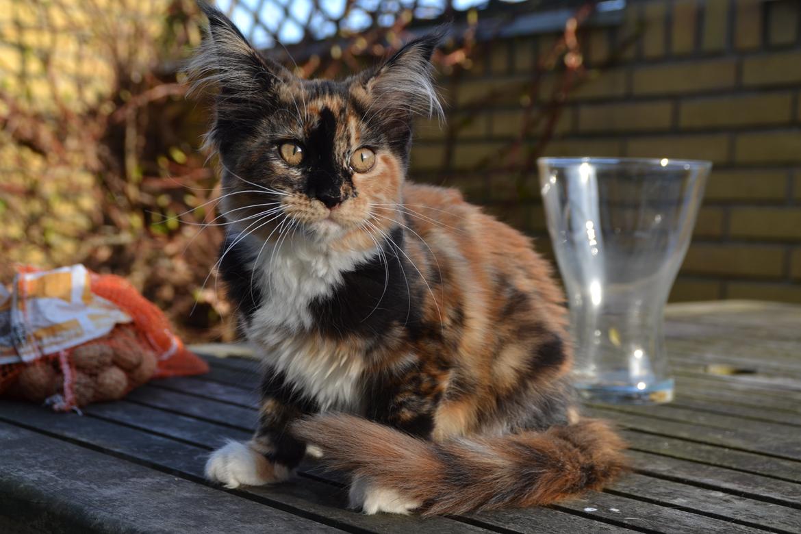 Maine Coon DK Nimrodel's Tauriel  billede 11