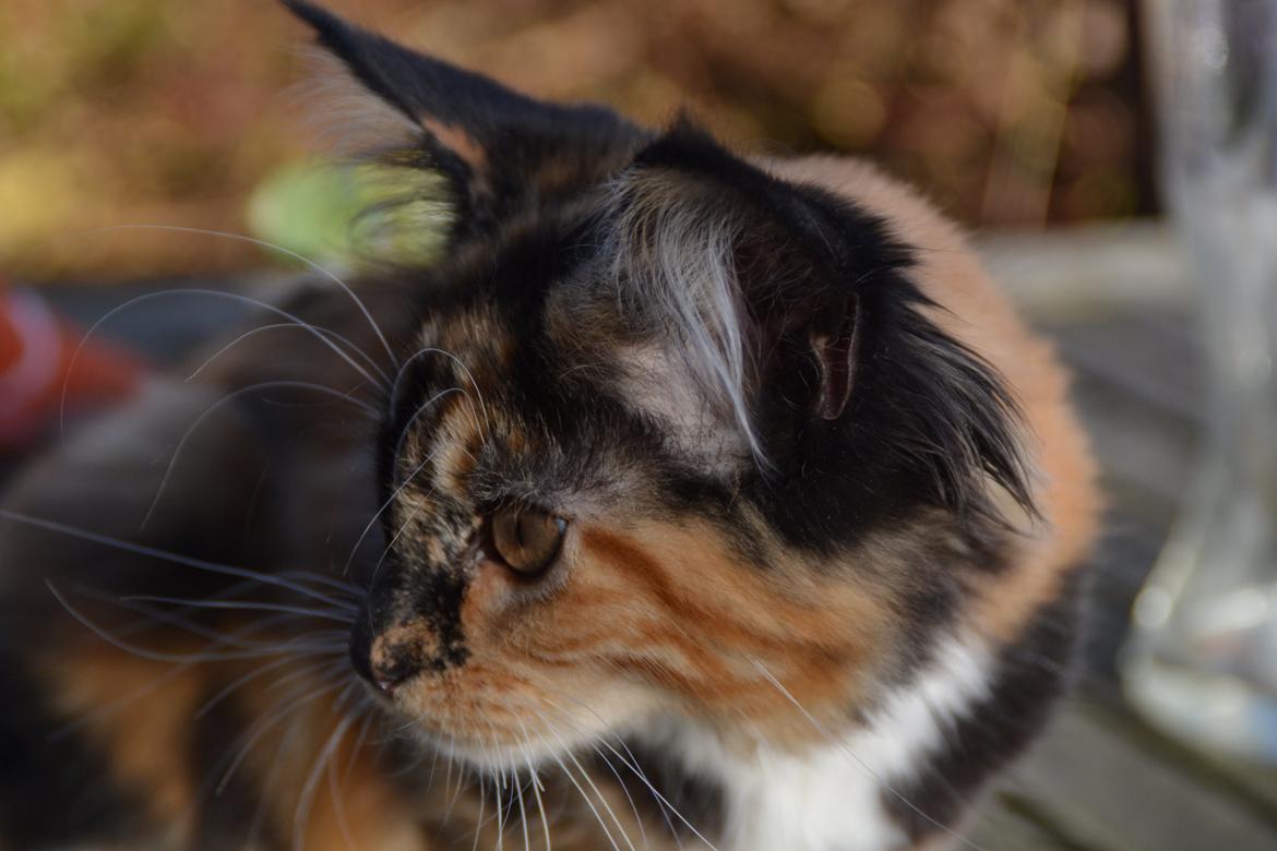 Maine Coon DK Nimrodel's Tauriel  billede 15