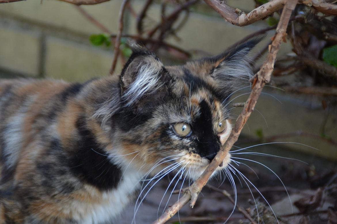 Maine Coon DK Nimrodel's Tauriel  billede 10