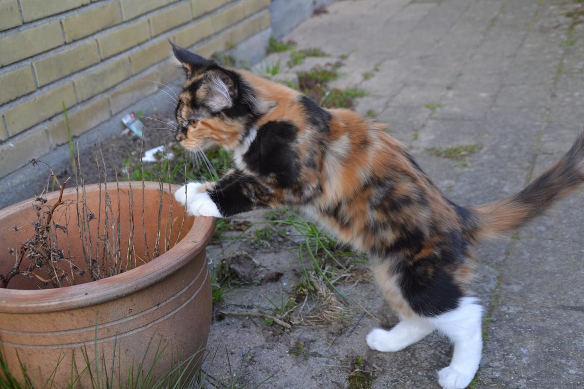 Maine Coon DK Nimrodel's Tauriel  billede 20