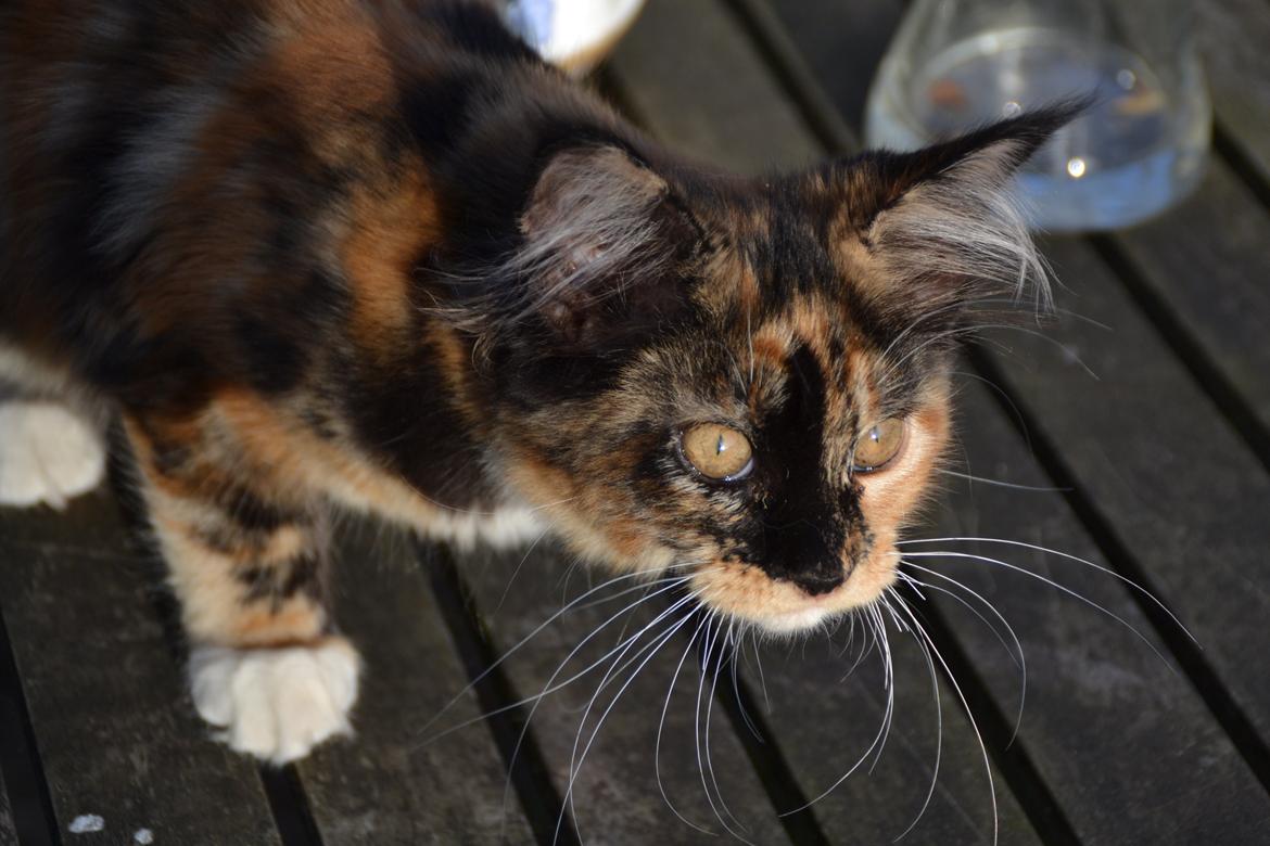 Maine Coon DK Nimrodel's Tauriel  billede 13