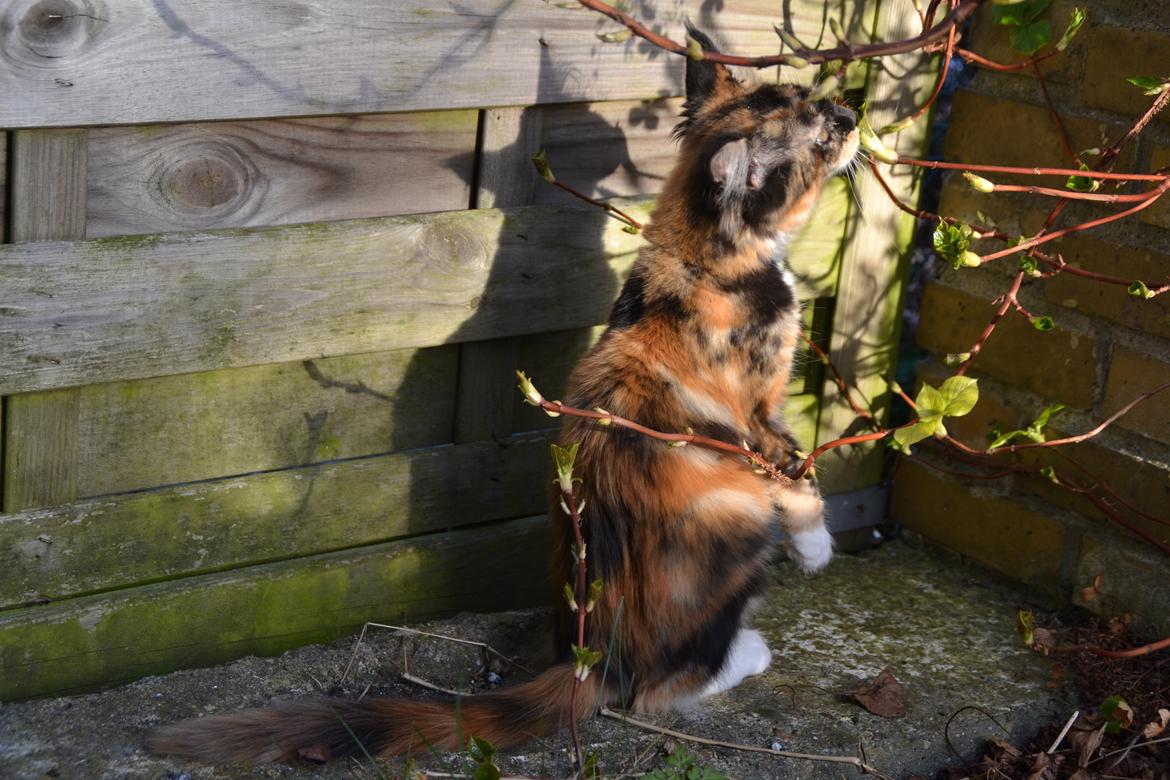 Maine Coon DK Nimrodel's Tauriel  billede 22