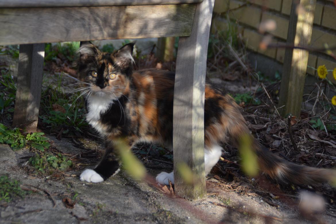 Maine Coon DK Nimrodel's Tauriel  billede 21