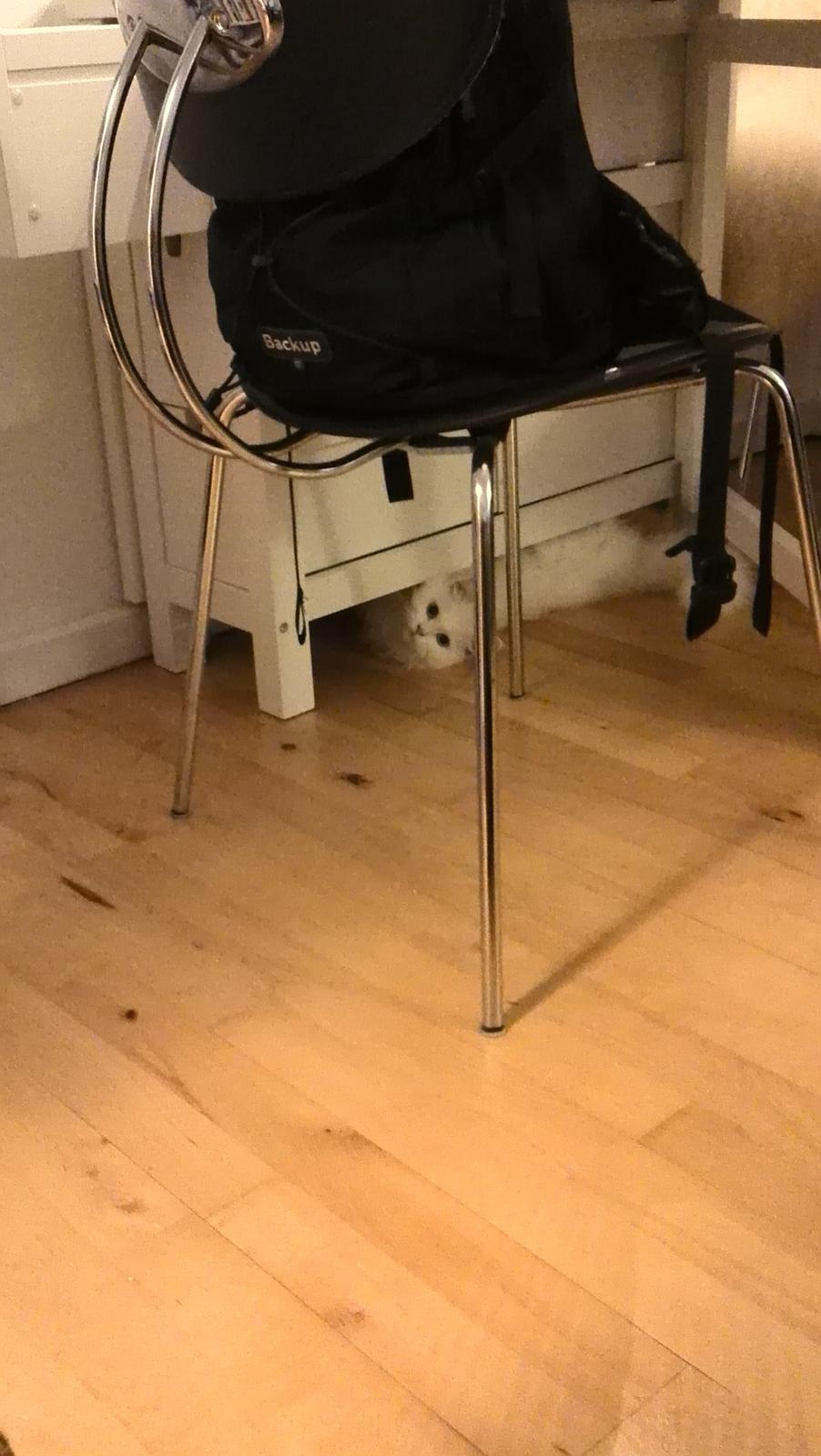Perser Siggi billede 12