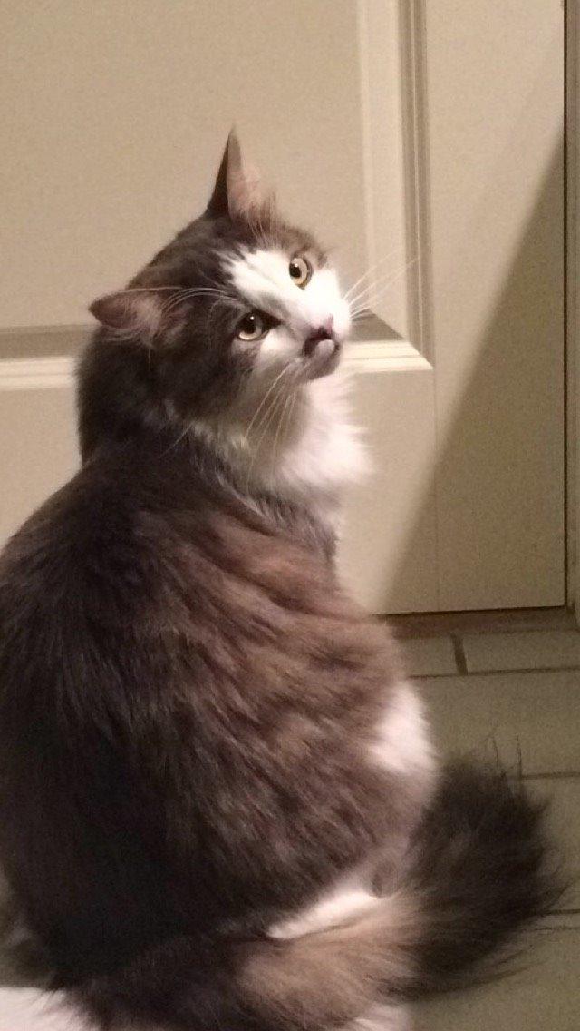 Blanding af racer Sofus billede 1