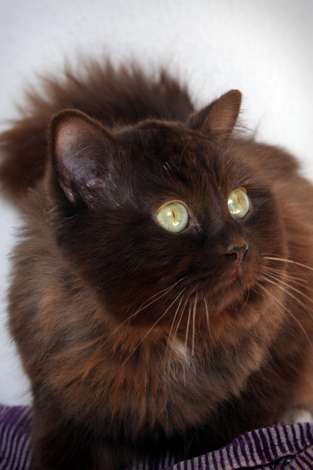 Blanding af racer ~ Cocio - April 2015 - Måtte klippe hans pels for et par måneder siden, derfor den ser lidt spøjs ud ;) billede 2