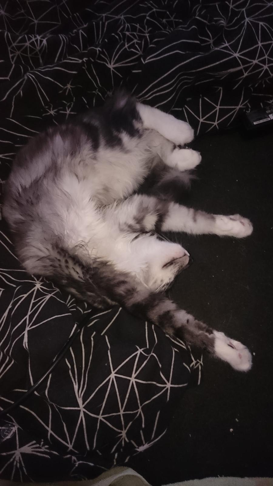 Norsk Skovkat Kirstila-Tahia´s Carlos billede 30