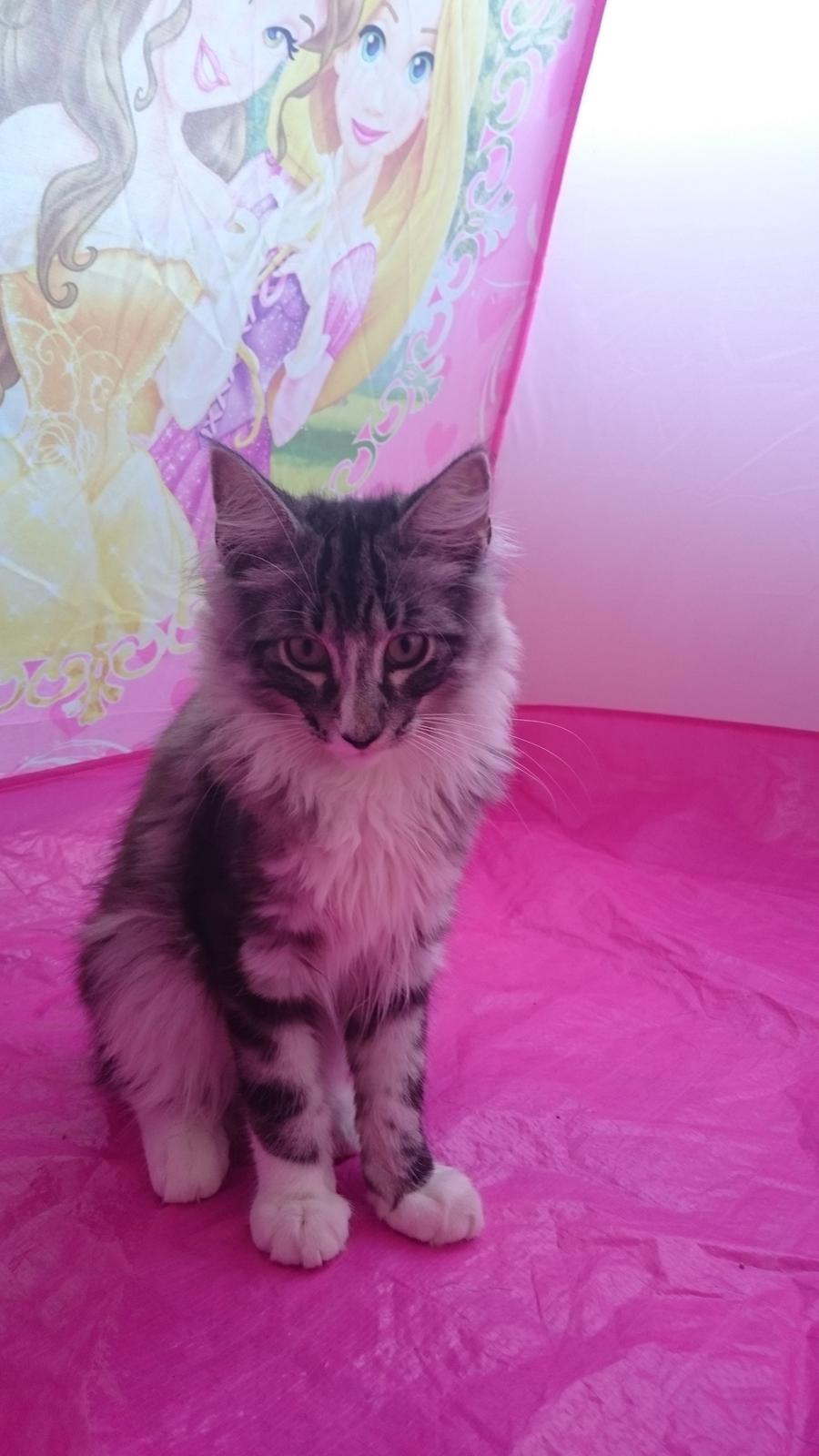 Norsk Skovkat Kirstila-Tahia´s Carlos billede 1