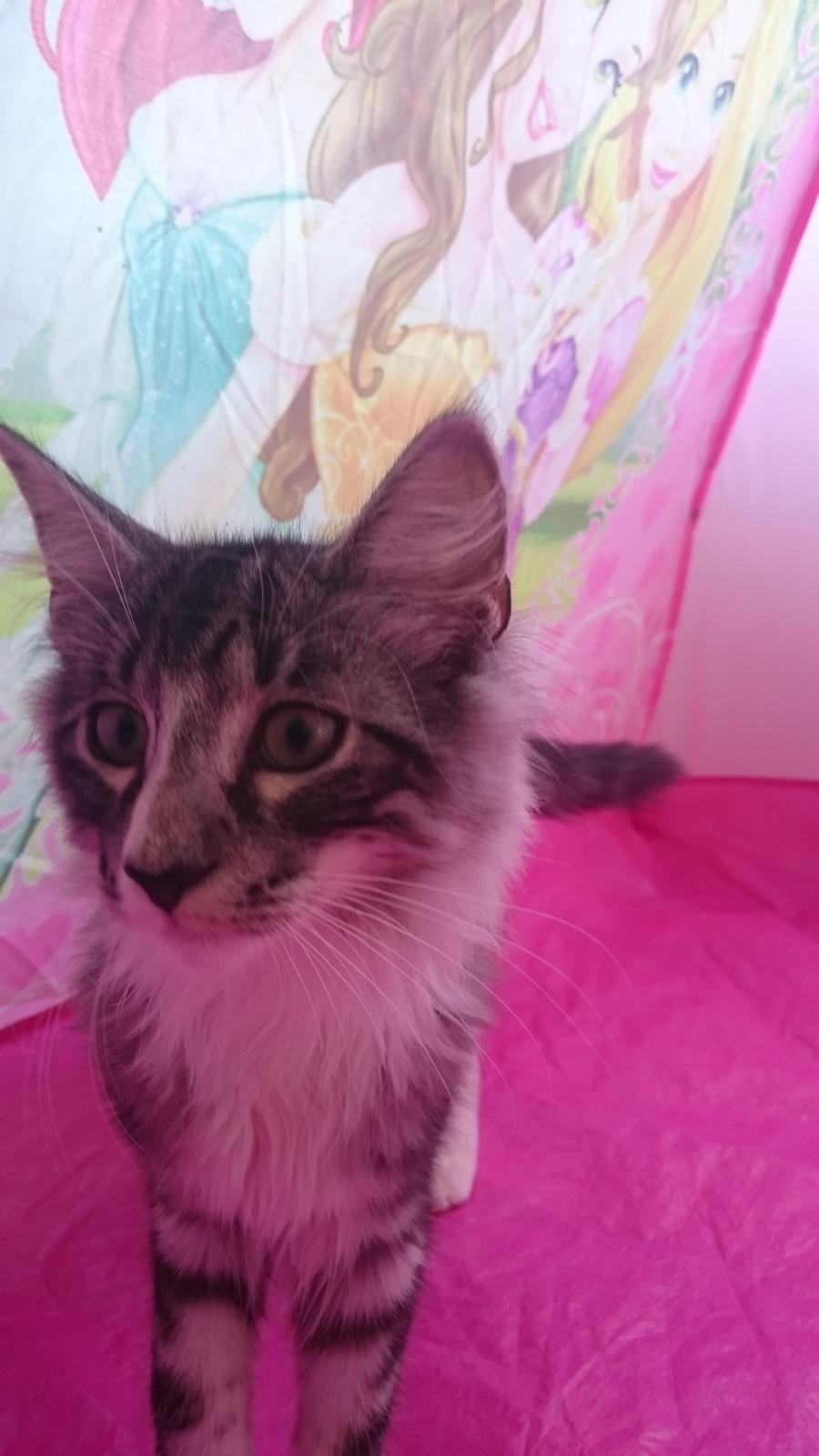 Norsk Skovkat Kirstila-Tahia´s Carlos billede 2