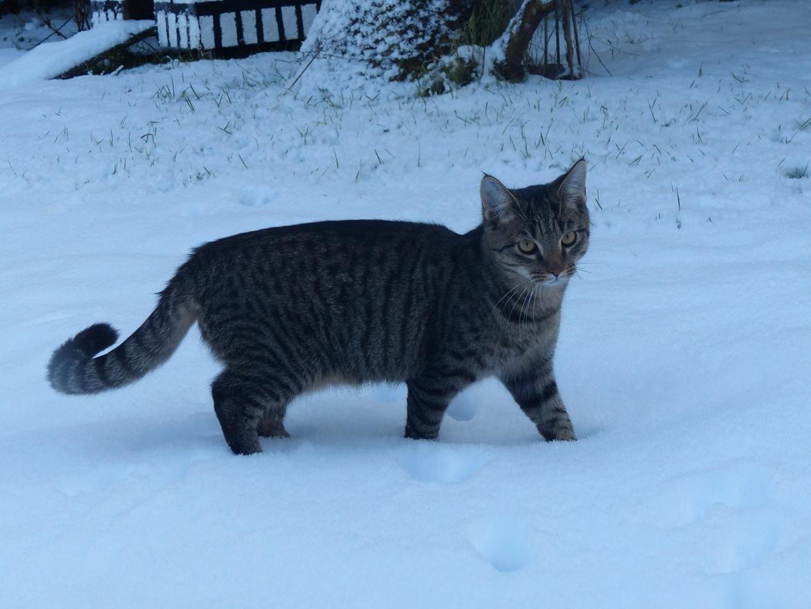 Huskat Arion Aramis Aqulio billede 3