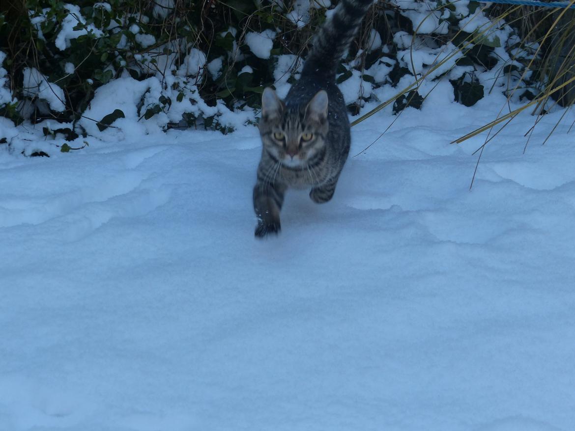 Huskat Arion Aramis Aqulio billede 4