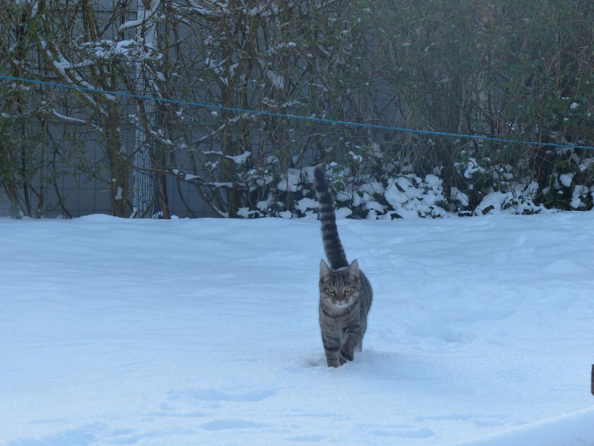 Huskat Arion Aramis Aqulio billede 5